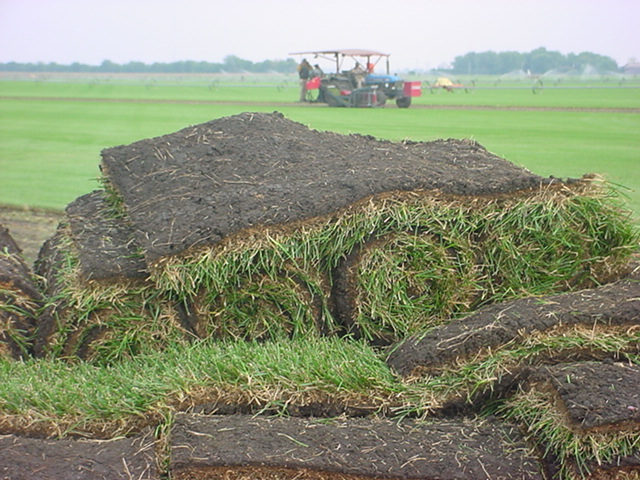 sod vs hydroseed sod vs hydroseed