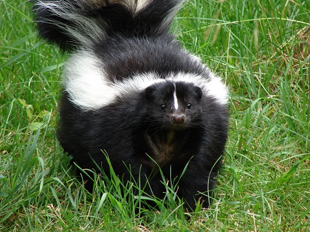 All skunks are omnivores, and will feed on almost anything in your Tucson sod lawn.
