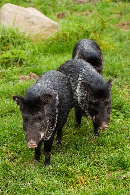 Wild boars, also known as wild hogs, often dig and root holes in Tucson sod lawns and gardens 