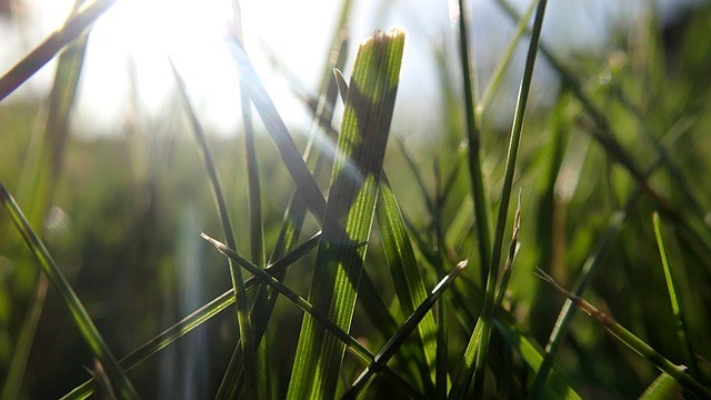 close up photograph of grass blades