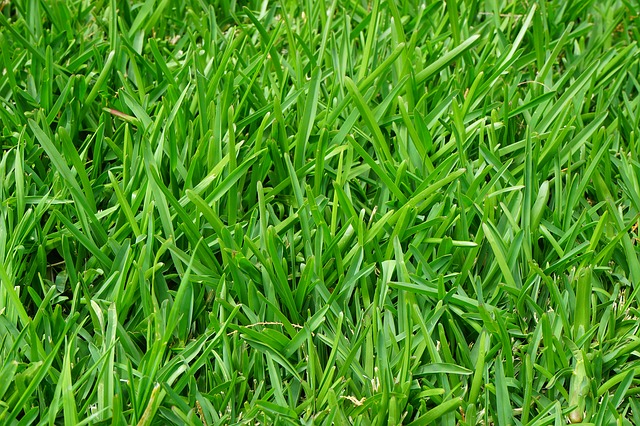 How to Reduce Lawn Stress in Summer