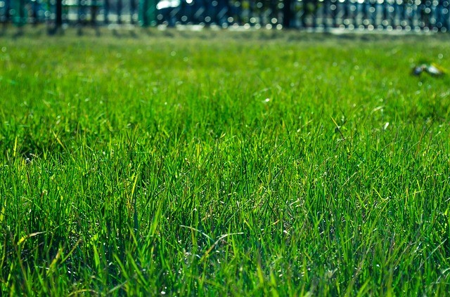 Top 3 Best Grass Types for Arizona Lawns