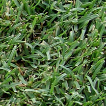 Celebration Bermudagrass