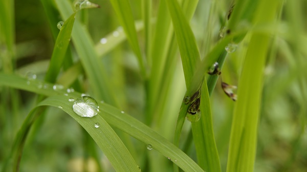 Most warm-weather climates favor bermuda or hybrid bermuda varieties that are especially drought-tolerant.