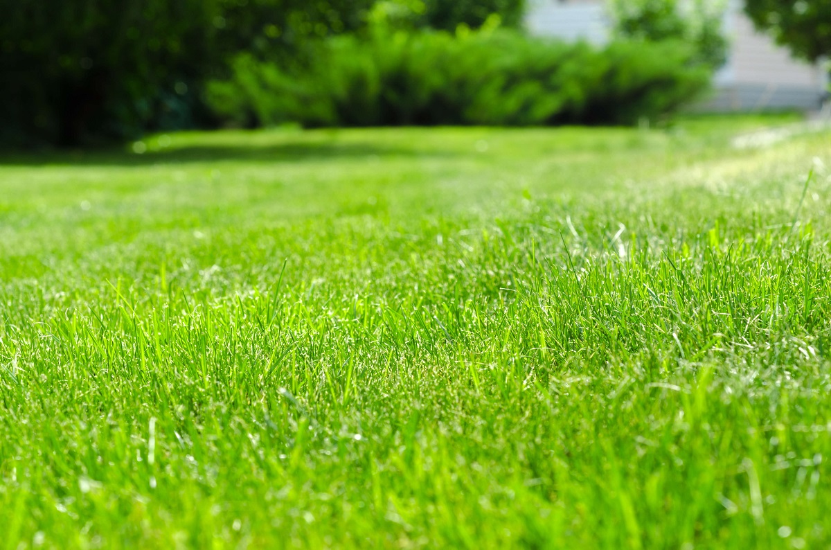 how to prepare soil for sod; photograph of lush green lawn