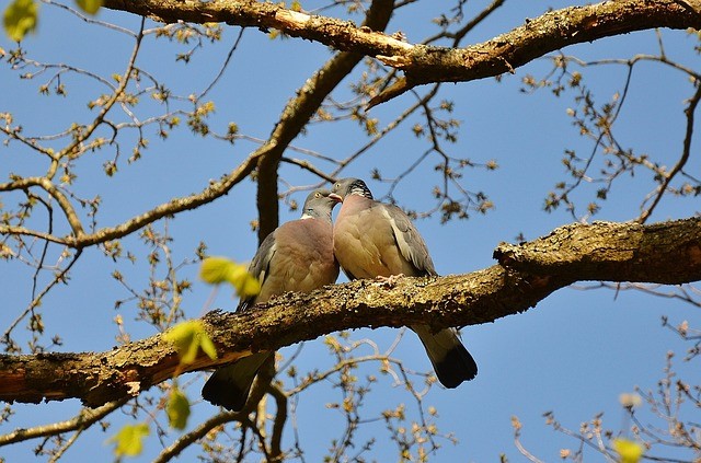 how to attract birds to your yard