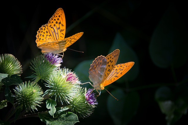 6 Ways to Attract Butterflies to Your Garden