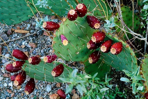 Check out these tips on how to pull off cactus landscaping in your backyard