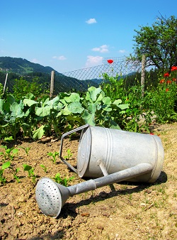 How to Conserve Water in Desert Landscaping