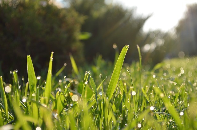 Learn how to repair dead spots in your lawn