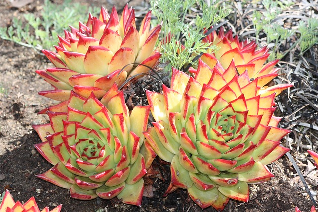 break up the landscape by adding some gravel areas decorated with desert plants