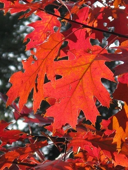 How to Get Fall Colors in Arizona