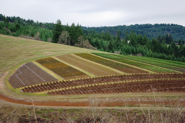 Just like farmers use contour plowing, a homeowner can use strips of Phoenix sod planted on slopes in specific areas of the yard if the whole yard is not to be sodded