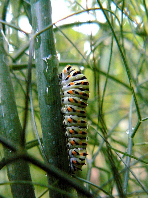 7 Tips for Natural Garden Insect Control