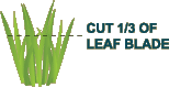 cut 1/3 of leaf blade
