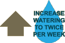 Increase watering to twice per week