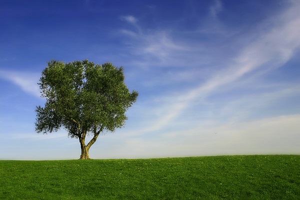 The best grass forms a dense layer of roots that stay alive even if the top growth begins to die off.