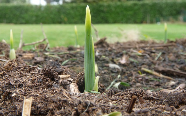 How to Keep Grass Green