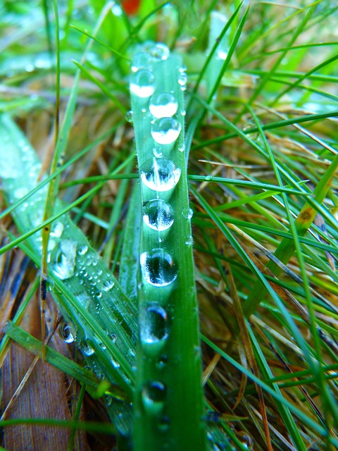 How to Keep Grass Green