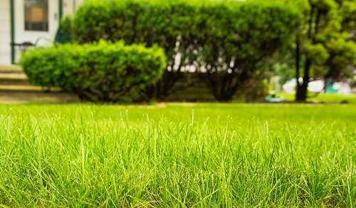 How To Make St. Augustine Grass Thicker