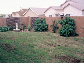 Insect control in California lawns
