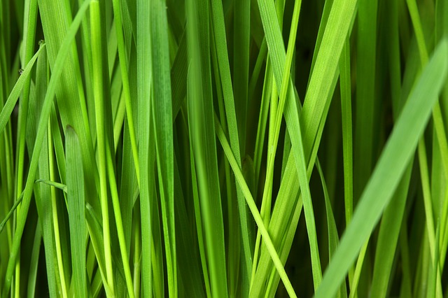 Lawn Care Tips for Spring
