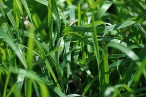 Lawn Renovation Tips