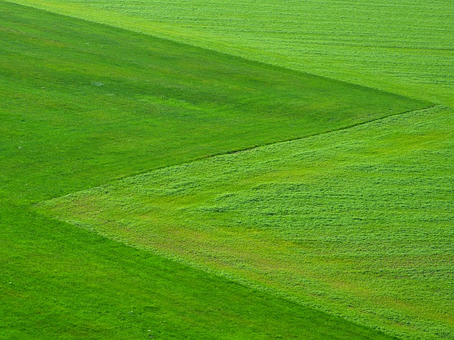 Bermuda grass has long been favored in hot, dry environments. It is very drought resistant, and it will grow in a variety of soils. 