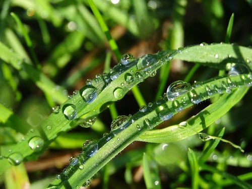 Watering your Phoenix sod in the early morning will save a great deal of water compared to mid-day watering, due to varying evaporation levels.