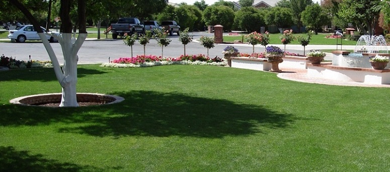 A Healthy Lawn in Arizona