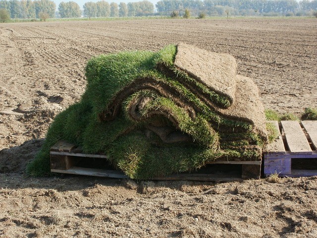 Planting Sod in Fall? 5 Tips for Success