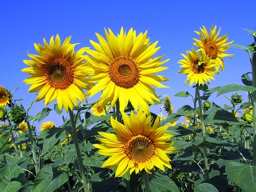 Sunflower fertilizer discount