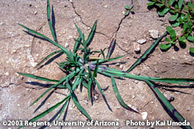 How to weed your lawn from Jungle Rice weed