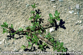 How to weed your lawn from Purslane weed